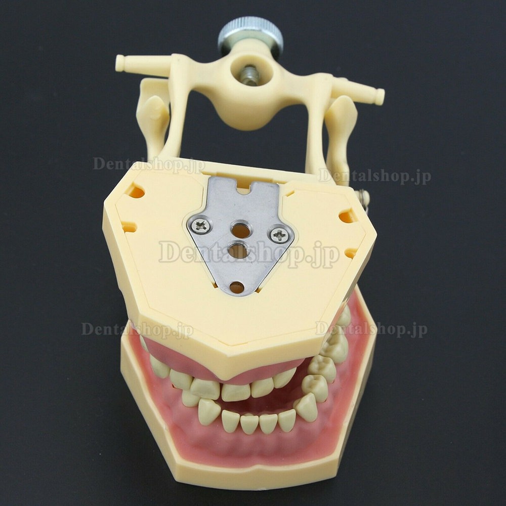 歯科修復タイポドンモデル 歯科模型 M8014-2 32pcs Frasaco AG3タイプと互換性あり